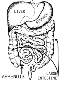 appendix | Young Men's Health