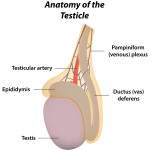 testicle-anatomy