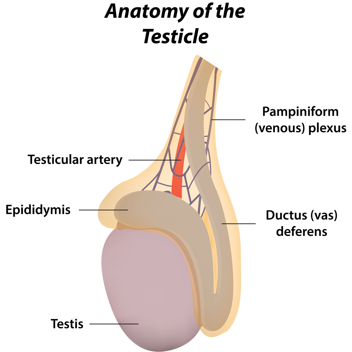 My testicles are different sizes (I can feel a large ...