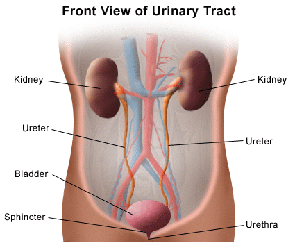 Front View of Urinary Tract