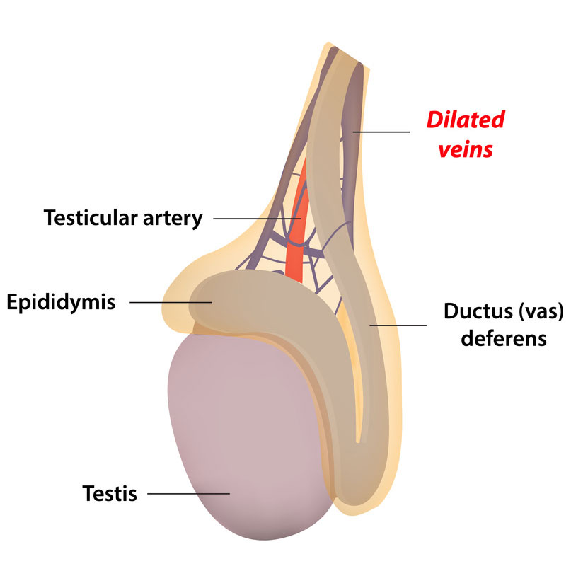 Testicle Pumping